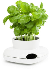 Herb pot small