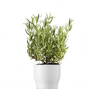 Eva solo - Self watering plant 11cm | Hype Design London